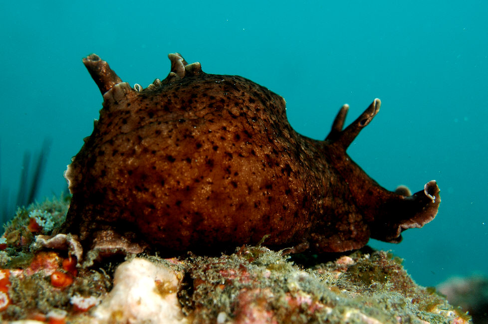 southern-california-fish